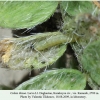 colias thisoa larva1 daghestan1